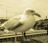 Seagull