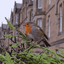 Seagull